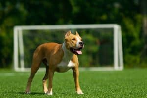 American Staffordshire Terrier dog on a summer day