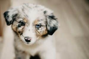 Australian Shepherd