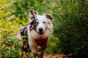 border collie