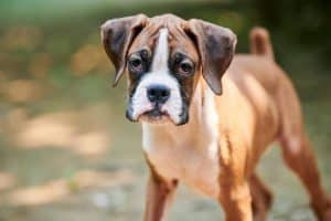 Boxer dog puppy face close up at outdoor park walking, green grass background, funny boxer dog face