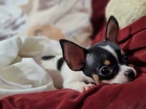 Chihuahua