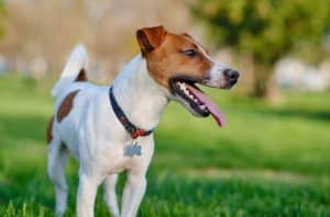 jack russell terrier