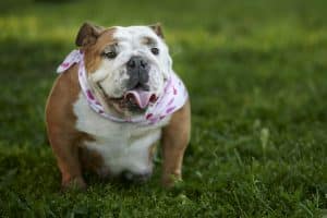 Closeup shot of an adorable English bulldog in a park