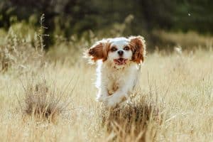 cavalier King Charles spaniel