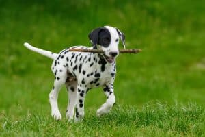 Dalmatian dog outdoors in summer