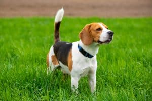 Beagle