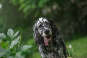 Engelsk setter