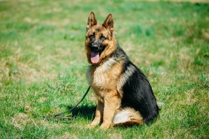 German Shepherd Dog Close Up. Alsatian Wolf Dog Or German Shephe