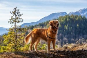 Golden Retriever sitting by a cliff with Canadian Mountain Landscape