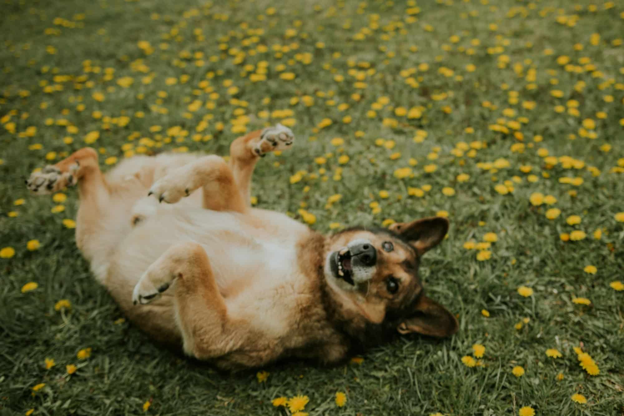 Fästingmedel för hund