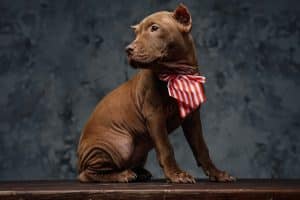 Portrait of bullterrier with bow tie sitting on wooden table