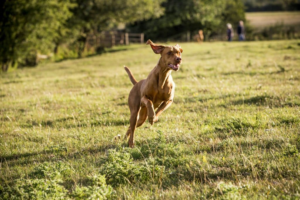 bra fästigmedel för hund