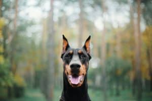 Dobermann