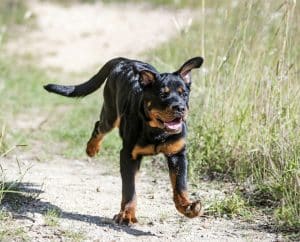 puppy rottweiler in nature