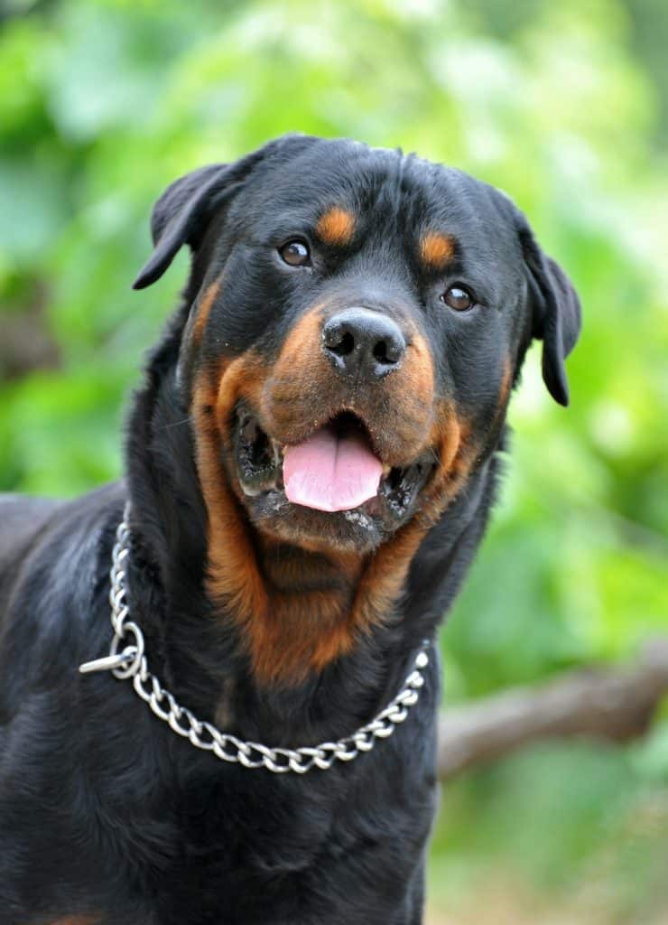 Rottweiler - allt du behöver veta om denna härliga ras 🐕‍🦺