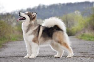 Alaskan malamute