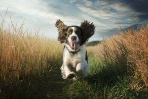 Engelsk springer spaniel