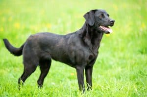 Standing Black Labrador Retriever