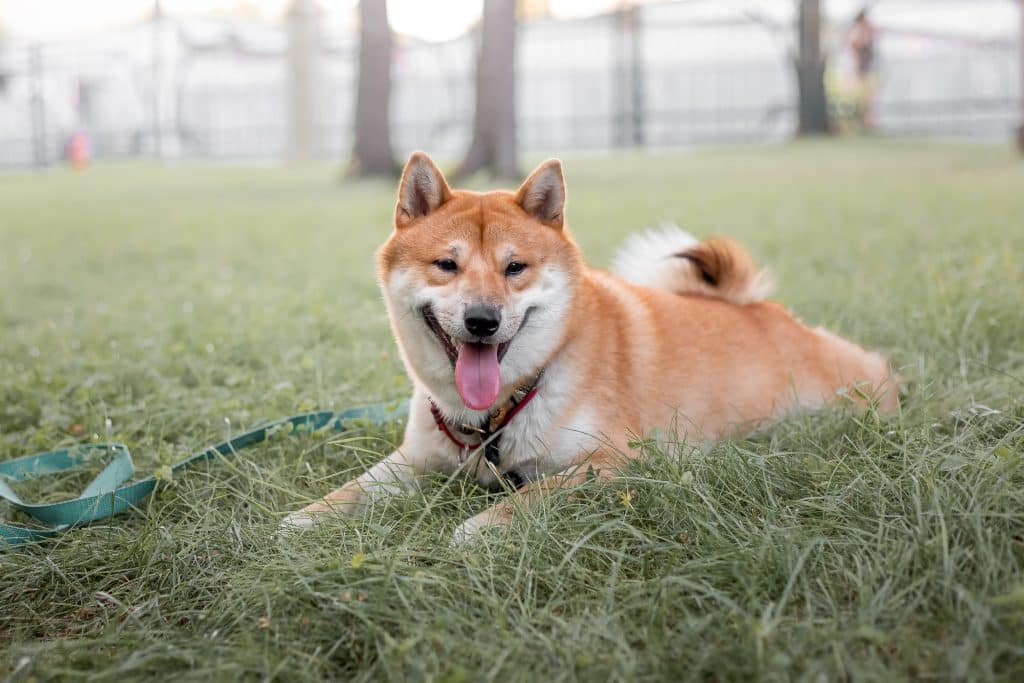 lämna hund ensam