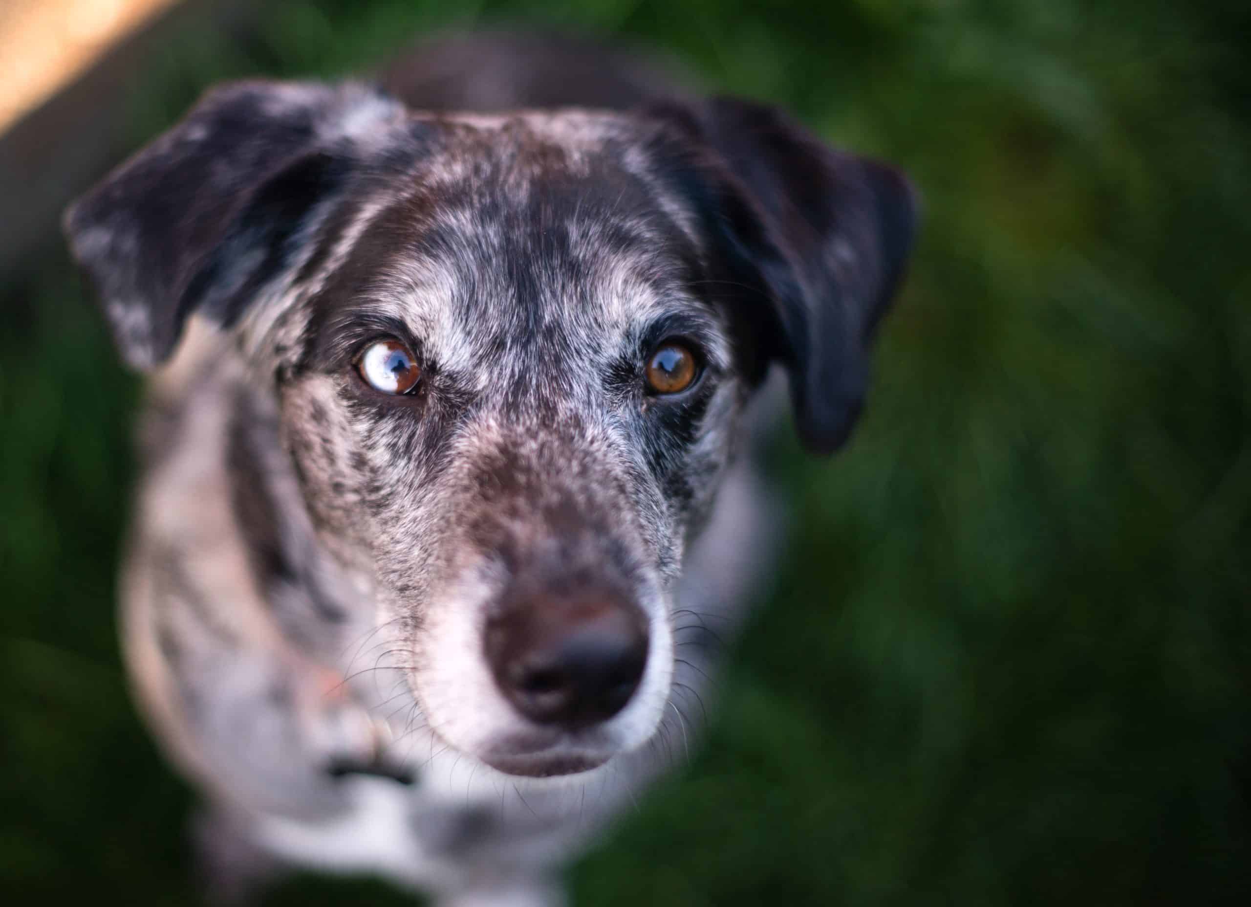 Gammal Hund: Så Tar Du Hand om Din Seniorhund för ett Hälsosamt och Lyckligt Liv