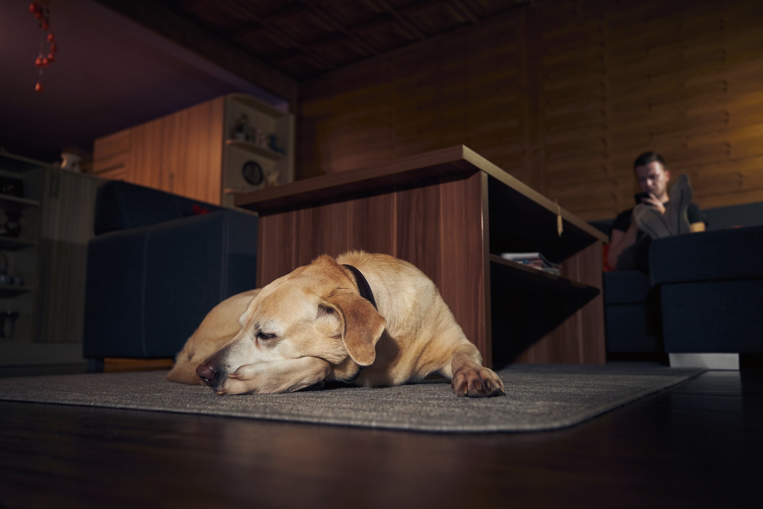 Lämna hund ensam: Hur du gör det tryggt och säkert för din hund