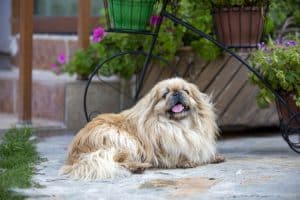 Tibetansk spaniel