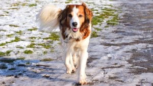 welsh springer spaniel