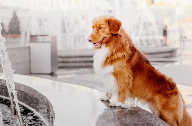 Nova scotia duck tolling retriever