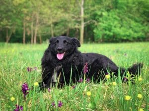 Flatcoated Retriever