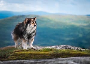 finsk lapphund