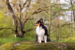 Shetland Sheepdog