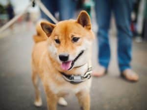 Shiba