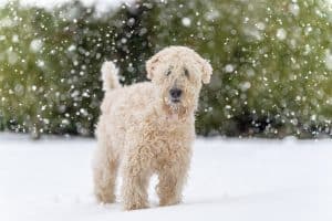 Irish softcoated wheaten terrier