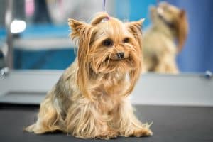 Yorkshireterrier