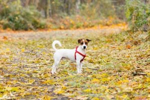 Parson russell terrier