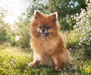 pomeranian